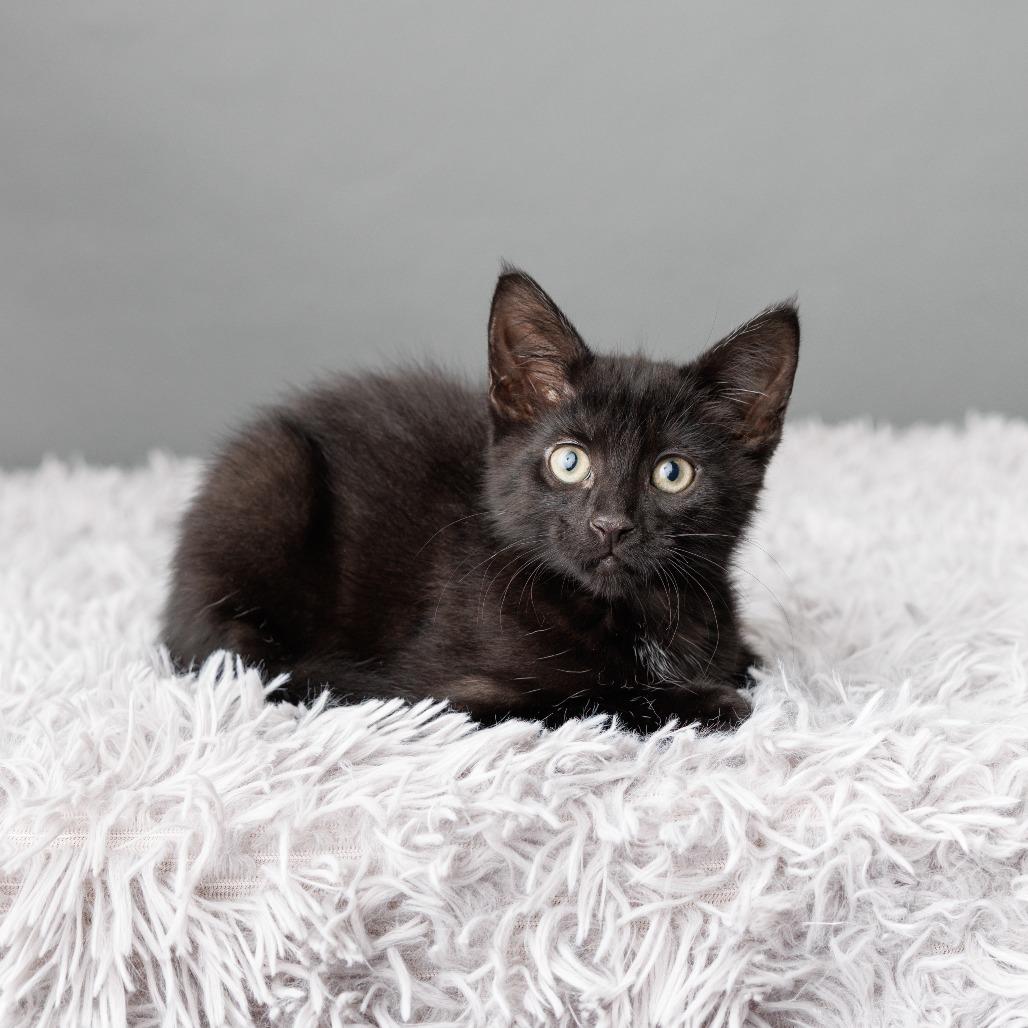 Enlarge Oksana, a Adoptable Domestic Short Hair in St. Paul, MN image 4/6
