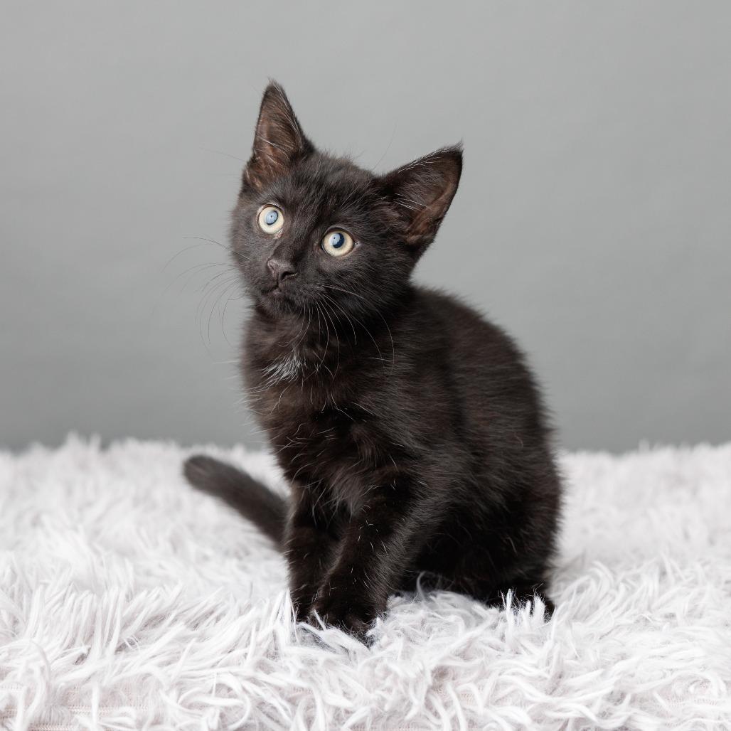 Enlarge Oksana, a Adoptable Domestic Short Hair in St. Paul, MN image 5/6