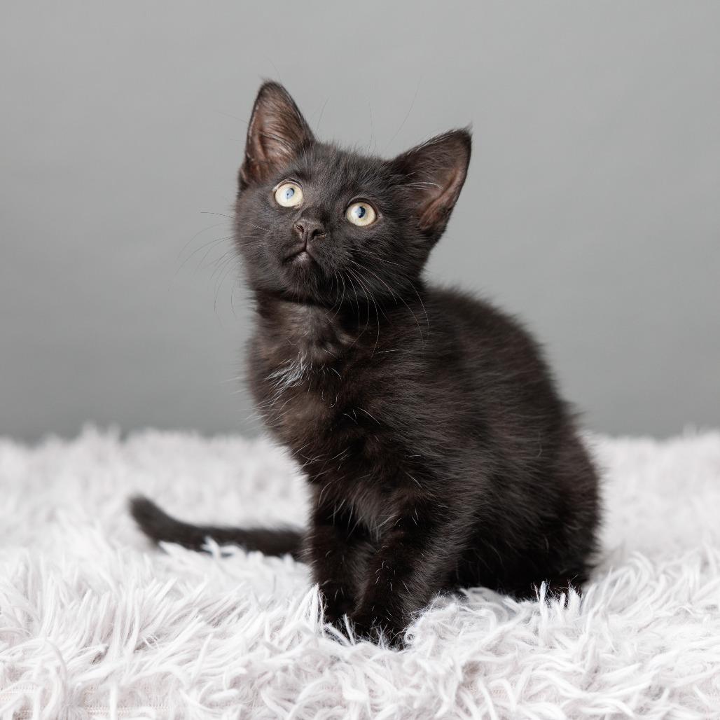 Enlarge Oksana, a Adoptable Domestic Short Hair in St. Paul, MN image 6/6