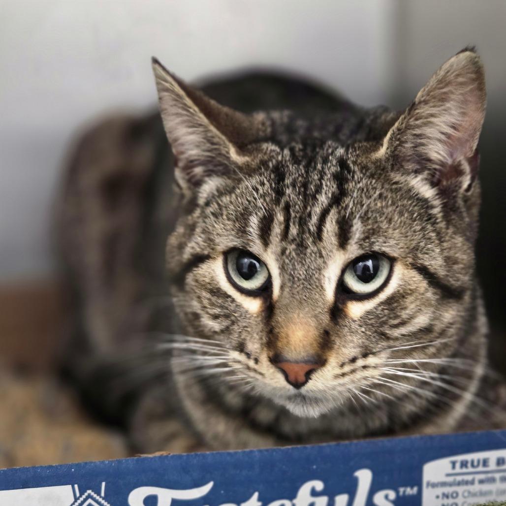 Roscoe, Adoptable, Young Male Domestic Short Hair.