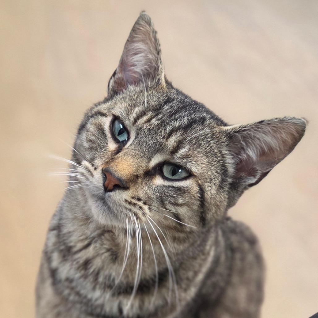 Enlarge Roscoe, a Adoptable Domestic Short Hair in Oneonta, NY image 2/6