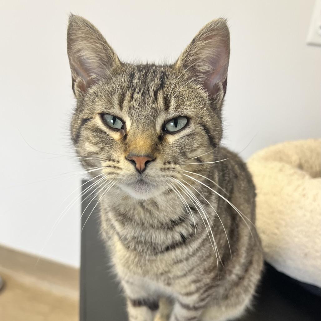 Enlarge Roscoe, a Adoptable Domestic Short Hair in Oneonta, NY image 3/6