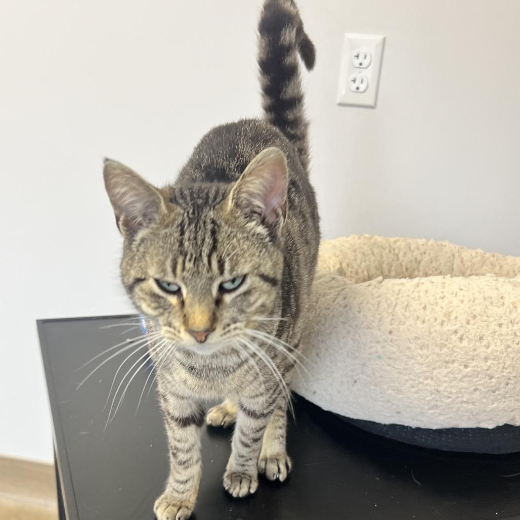 Enlarge Roscoe, a Adoptable Domestic Short Hair in Oneonta, NY image 4/6