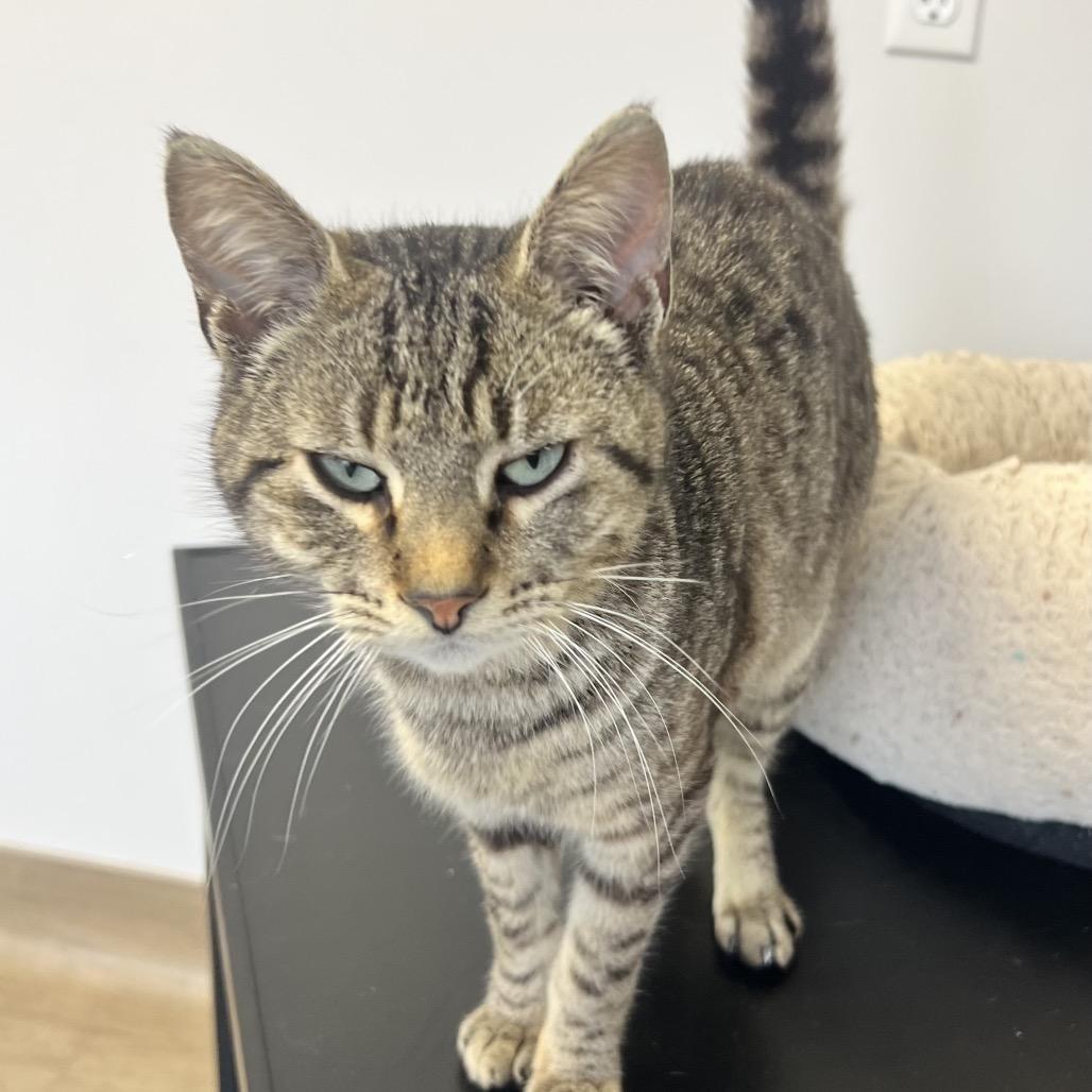 Enlarge Roscoe, a Adoptable Domestic Short Hair in Oneonta, NY image 5/6