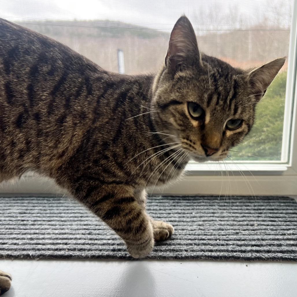 Enlarge Roscoe, a Adoptable Domestic Short Hair in Oneonta, NY image 6/6