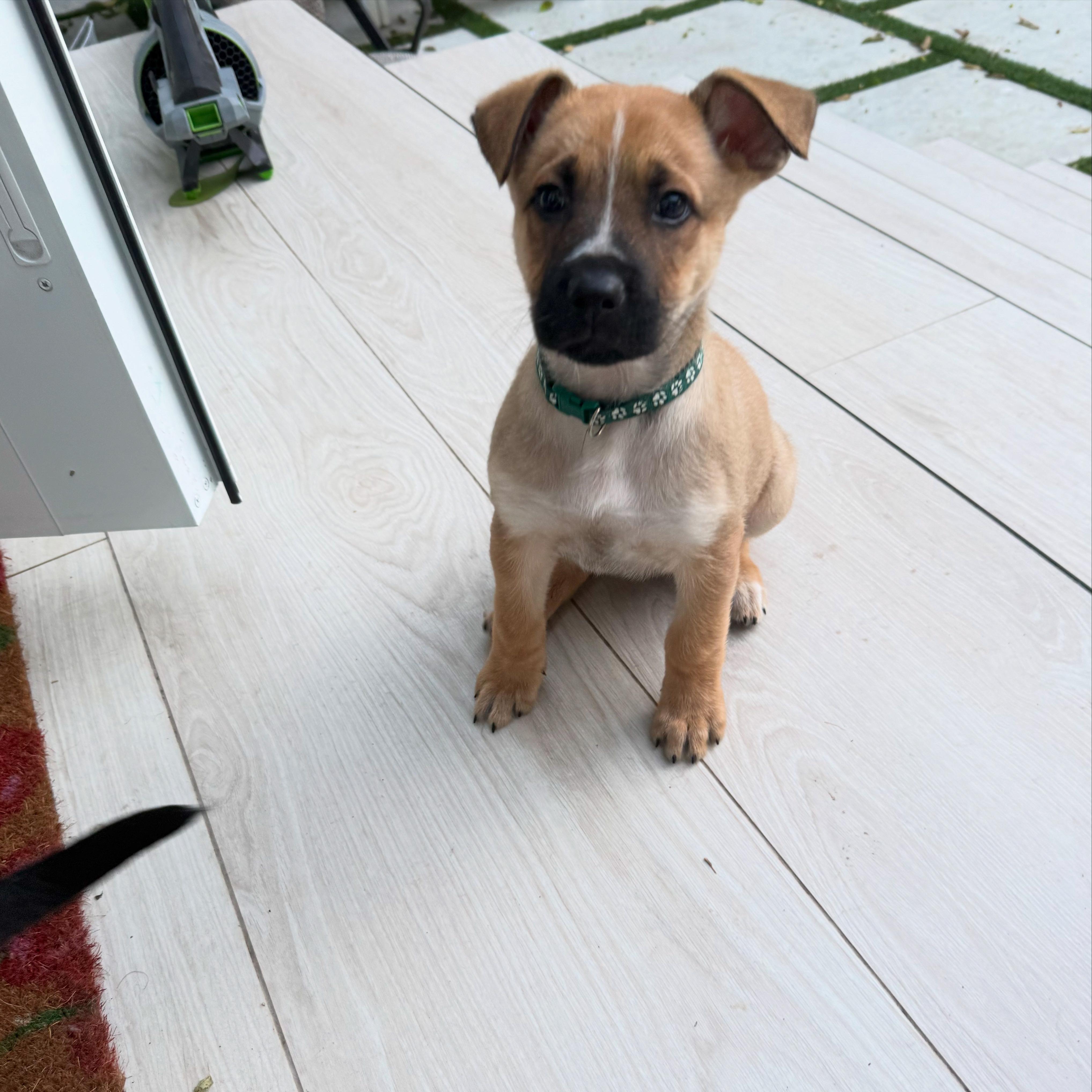 Jensen, adopted, Puppy Male Belgian Shepherd / Malinois.