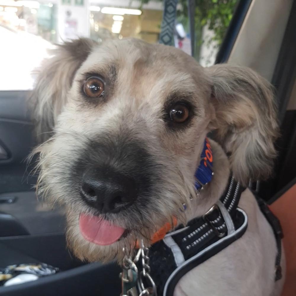 PENELOPE, Adoptable, Young Female Terrier.