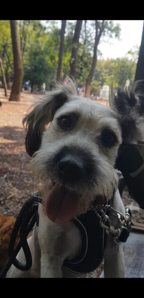 PENELOPE, a Adoptable mixed breed in Langley, BC image 2/6