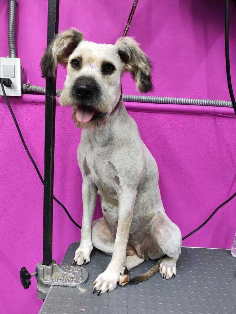 PENELOPE, a Adoptable mixed breed in Langley, BC image 3/6