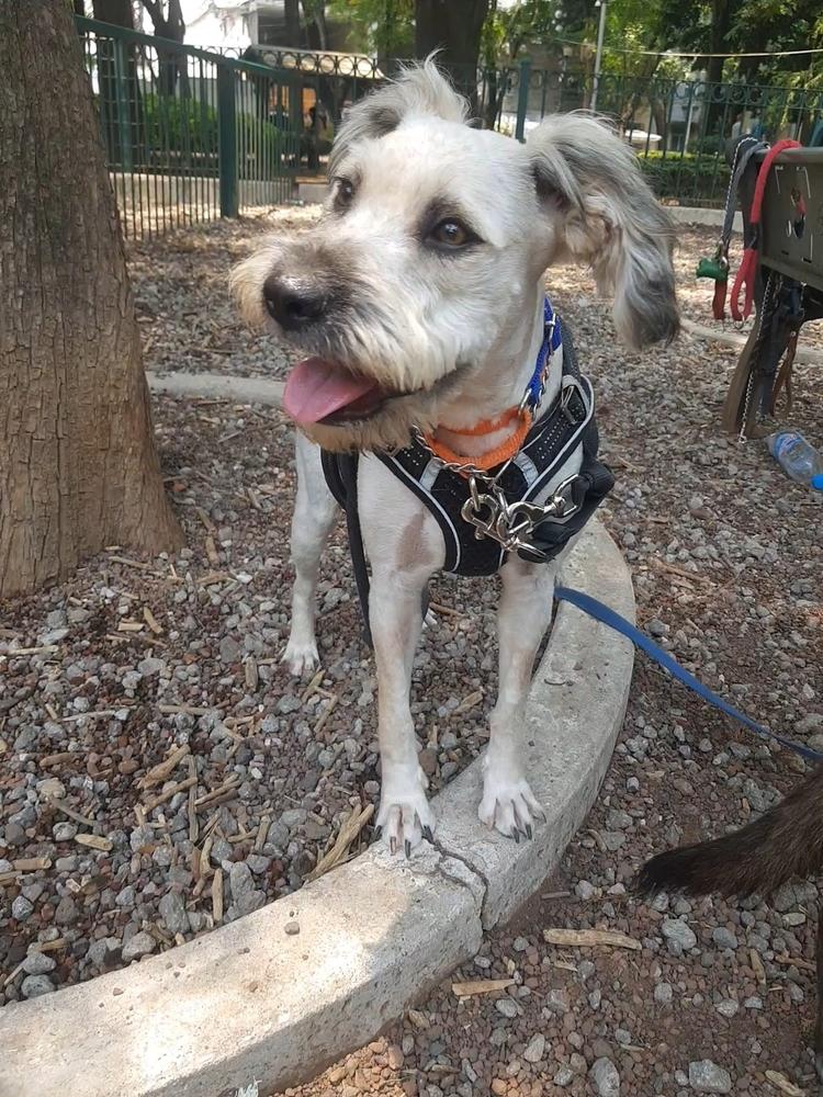 PENELOPE, a Adoptable mixed breed in Langley, BC image 4/6