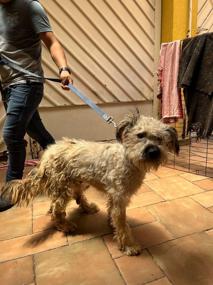 PENELOPE, a Adoptable mixed breed in Langley, BC image 5/6