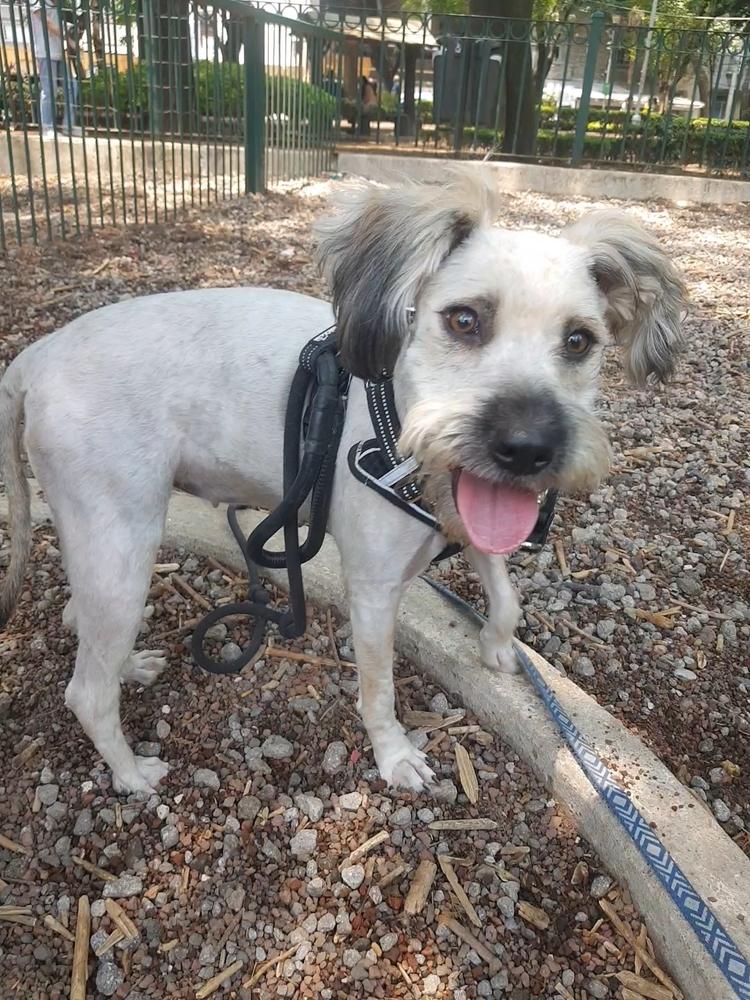 PENELOPE, a Adoptable mixed breed in Langley, BC image 6/6