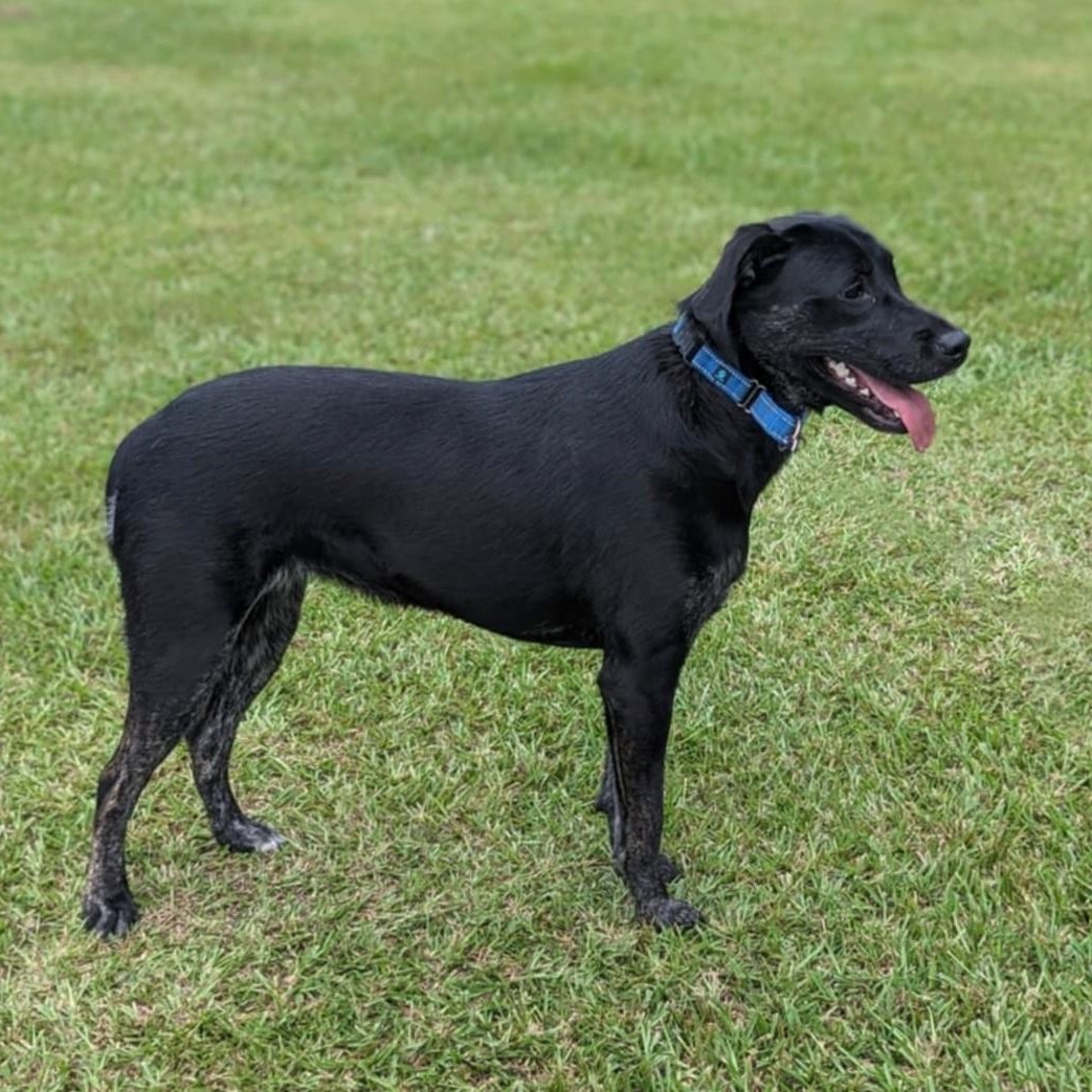 Jude, a Adoptable mixed breed in Helena, AL image 1/5