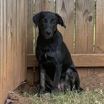 Jude, a Adoptable mixed breed in Helena, AL image 3/5