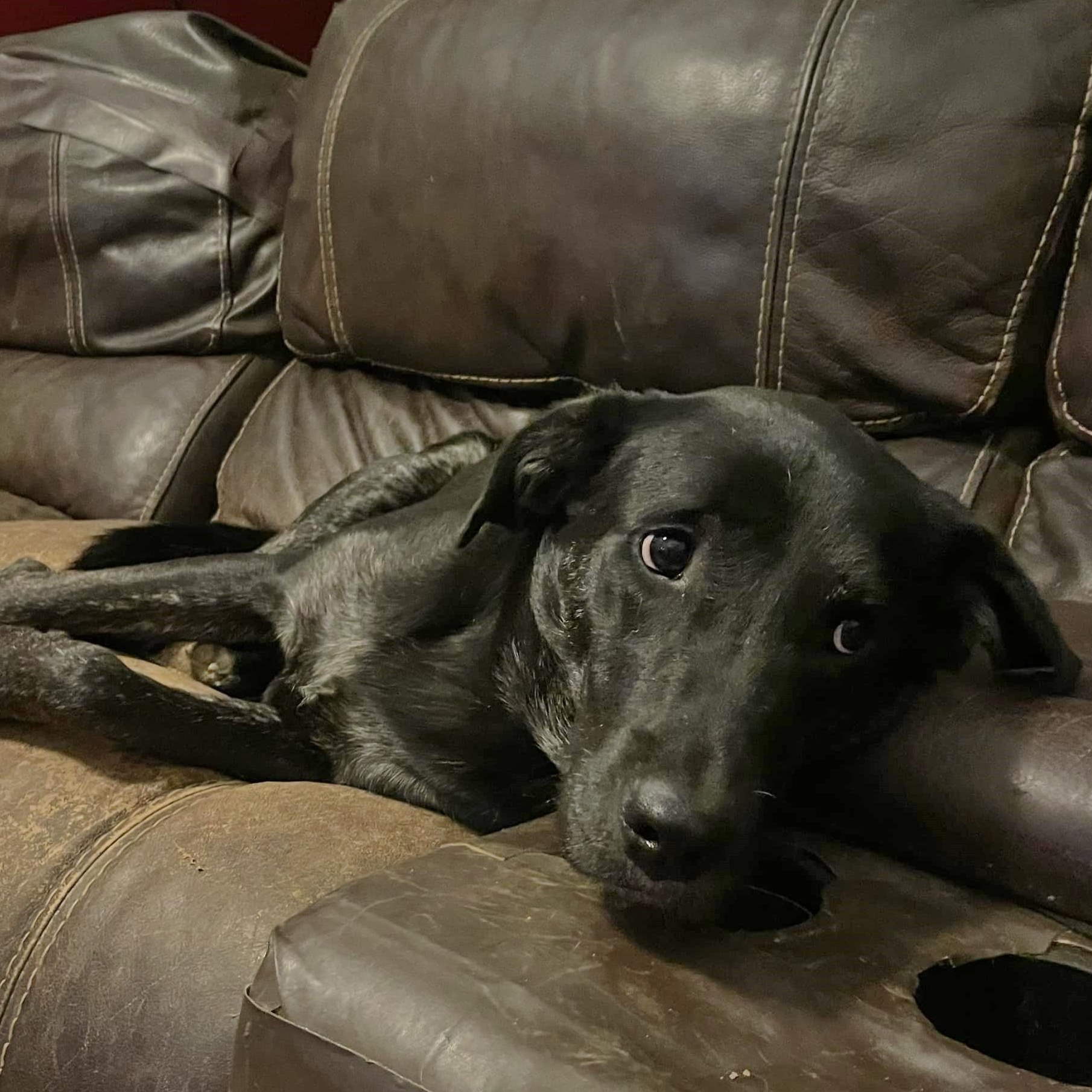 Jude, a Adoptable mixed breed in Helena, AL image 2/5