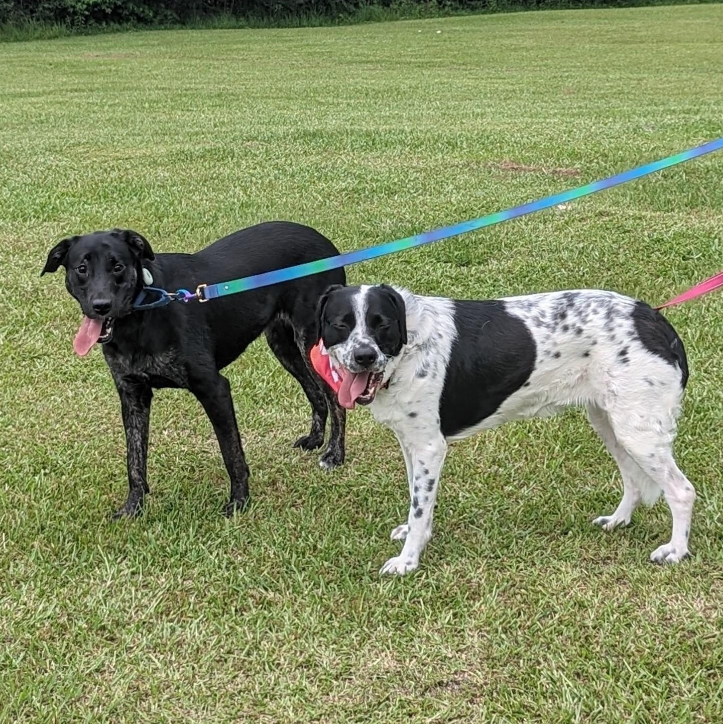 Jude, a Adoptable mixed breed in Helena, AL image 5/5