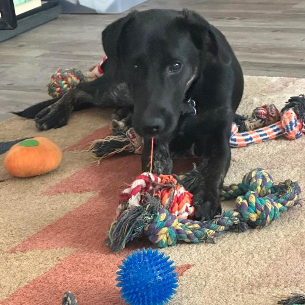 Jude, a Adoptable mixed breed in Helena, AL image 4/5