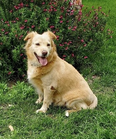 Honeybee, Adoptable, Adult Female Golden Retriever & Shepherd.
