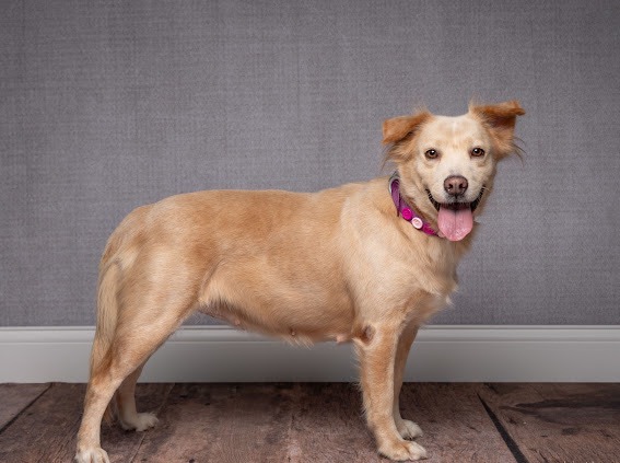 Enlarge Honeybee, a Adoptable mixed breed in Coppell, TX image 2/5