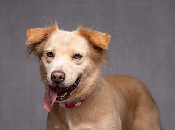 Enlarge Honeybee, a Adoptable mixed breed in Coppell, TX image 3/5