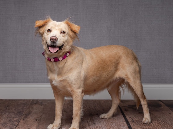 Enlarge Honeybee, a Adoptable mixed breed in Coppell, TX image 4/5