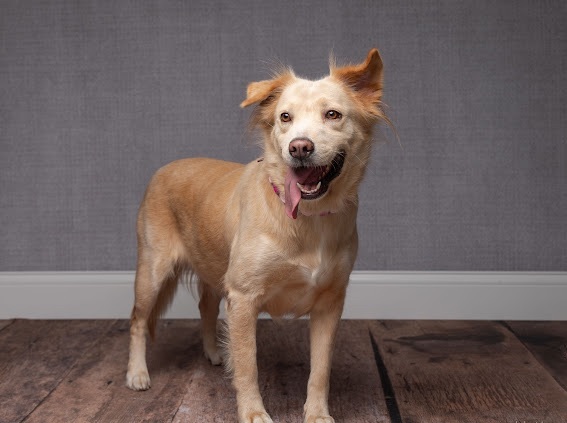 Enlarge Honeybee, a Adoptable mixed breed in Coppell, TX image 5/5