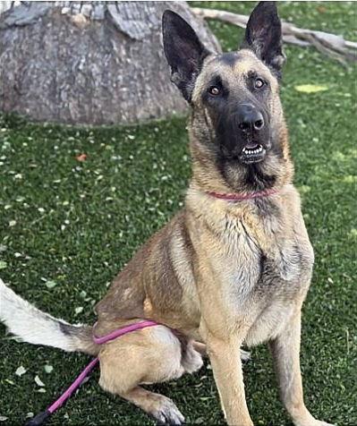 Enlarge MILO, a Adoptable mixed breed in Pasadena, CA image 1/1