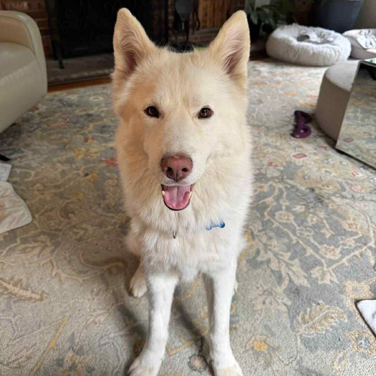 Enlarge NOVA, a Adoptable Siberian Husky in Warren, NJ image 5/6