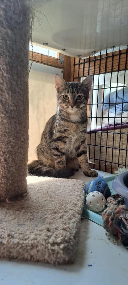 Enlarge Kitten: Alistair, a Adopted Domestic Short Hair in catonsville , MD image 1/3