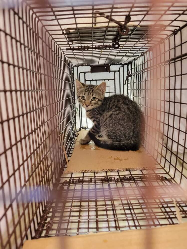 Enlarge Kitten: Alistair, a Adopted Domestic Short Hair in catonsville , MD image 2/3