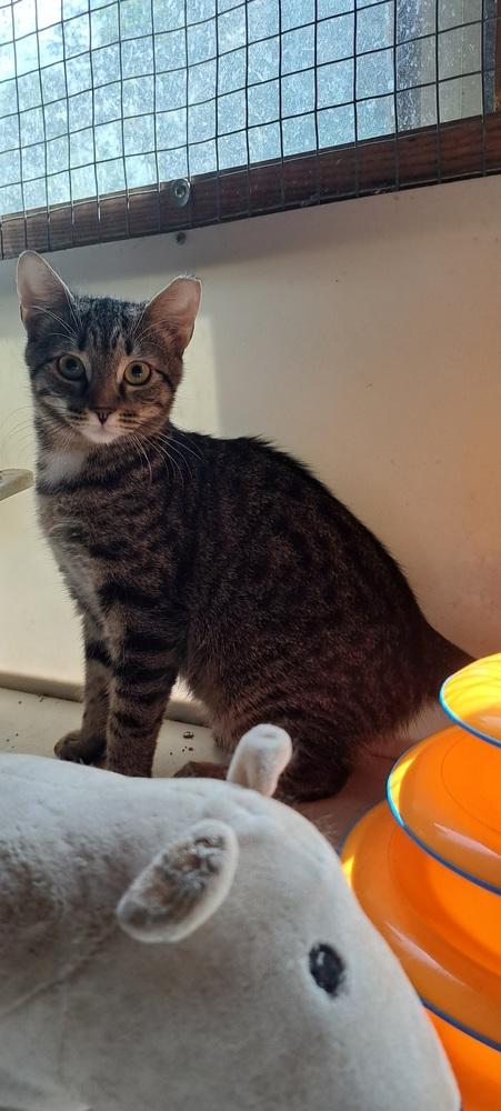 Enlarge Kitten: Alistair, a Adopted Domestic Short Hair in catonsville , MD image 3/3