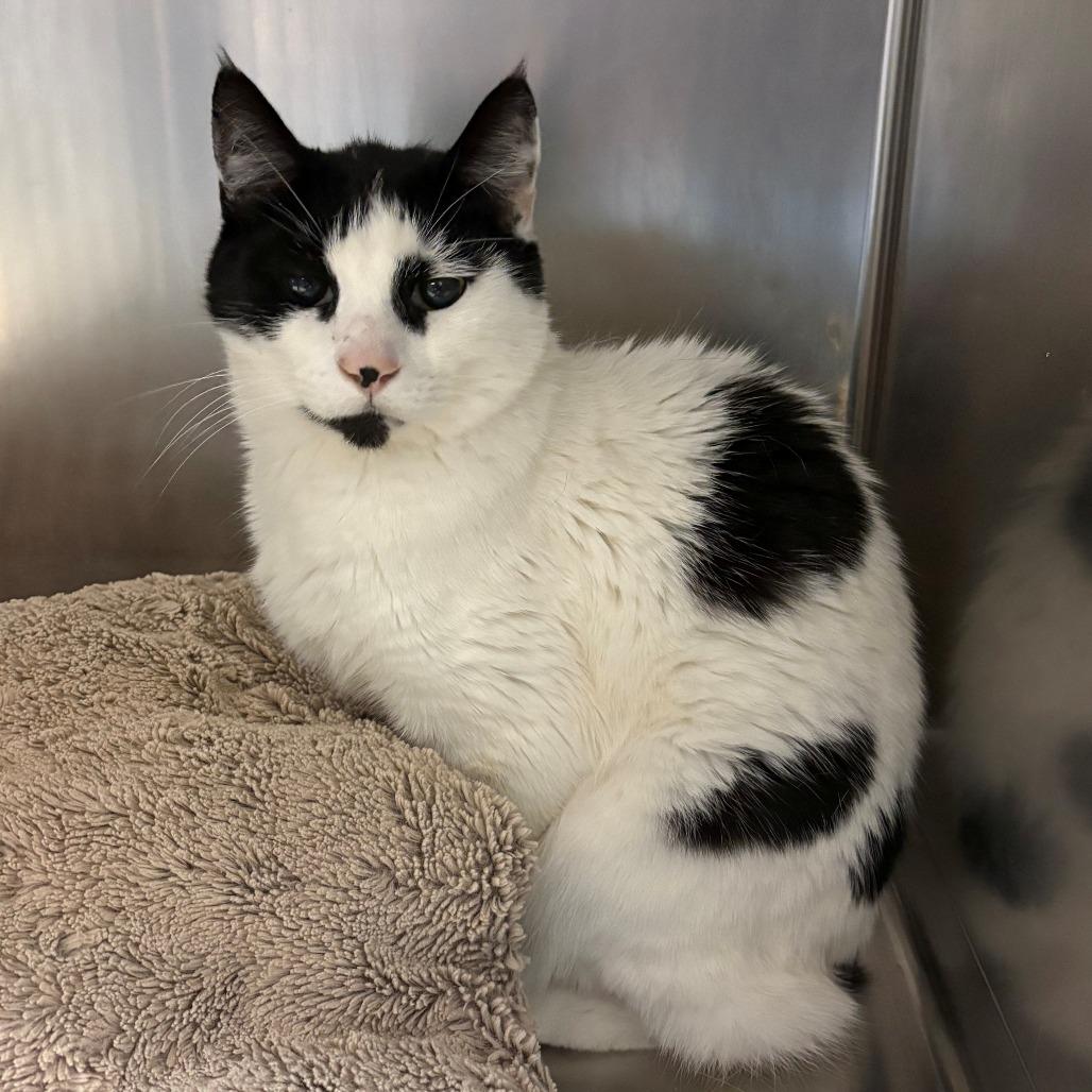 Jalapeno, Adoptable, Senior Male Domestic Short Hair.