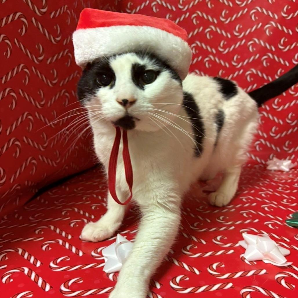 Enlarge Jalapeno, a Adoptable Domestic Short Hair in Chehalis, WA image 2/3