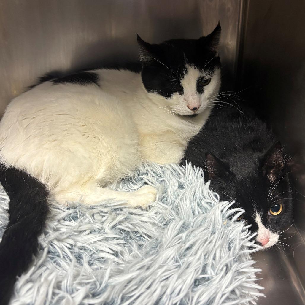 Enlarge Jalapeno, a Adoptable Domestic Short Hair in Chehalis, WA image 3/3