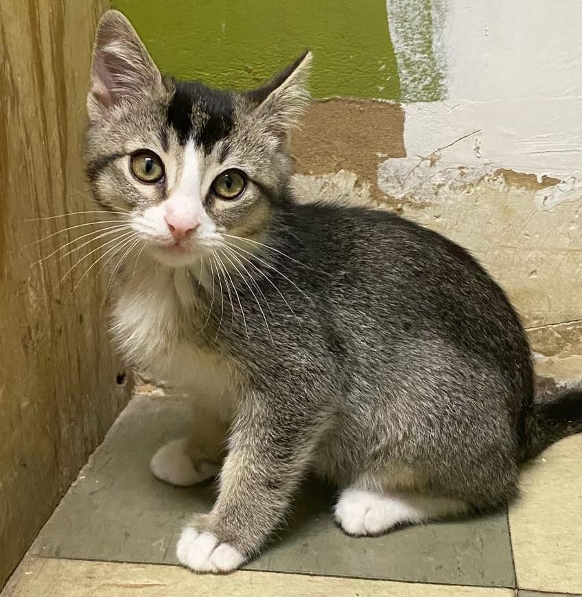 Mookie (very friendly)