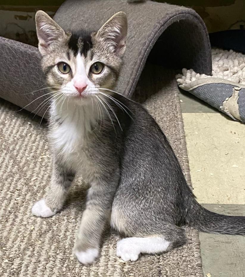 Mookie (very friendly)