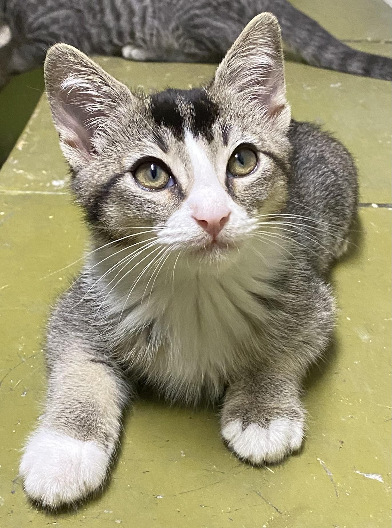 Mookie (very friendly)