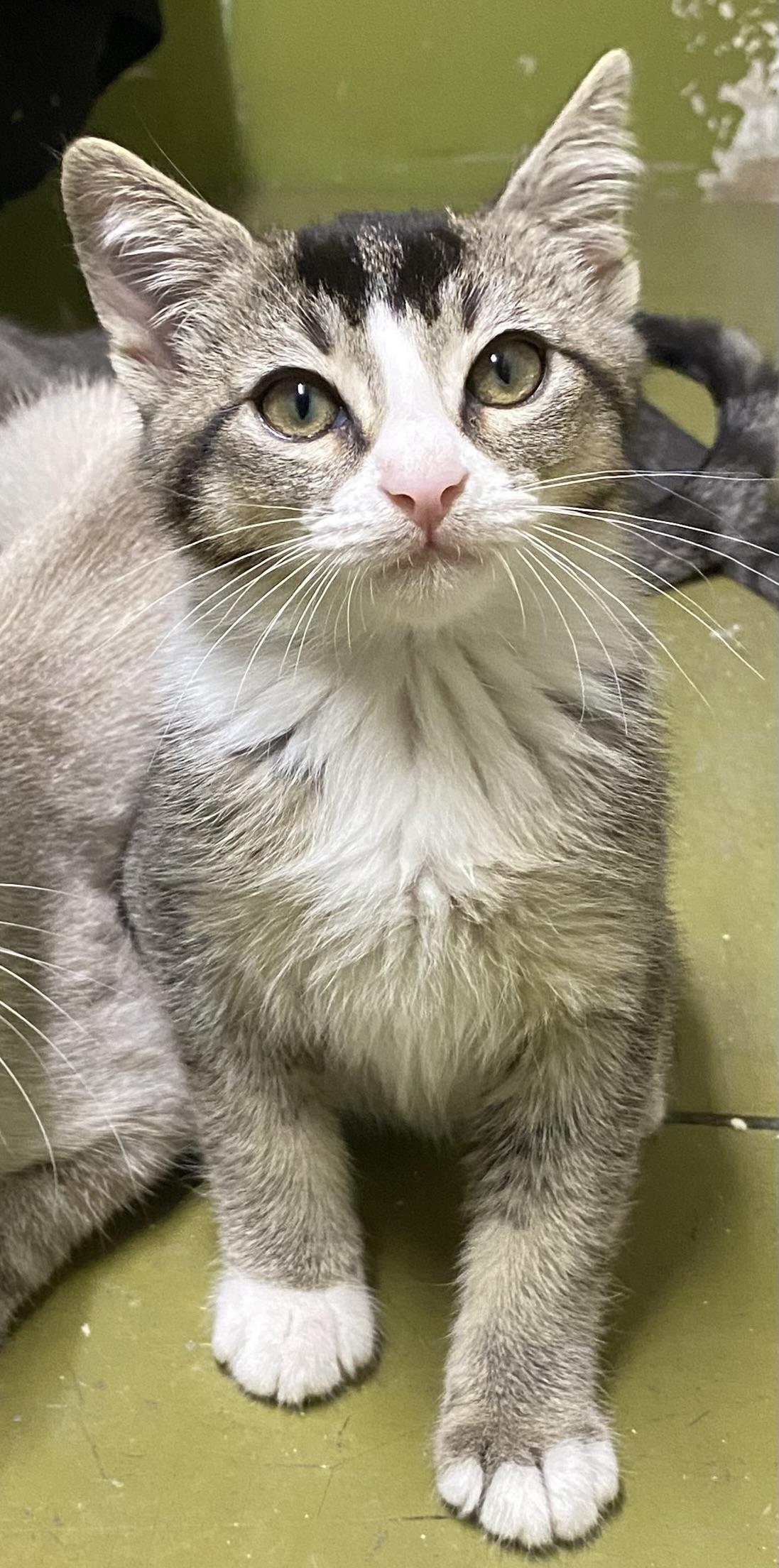 Mookie (very friendly)