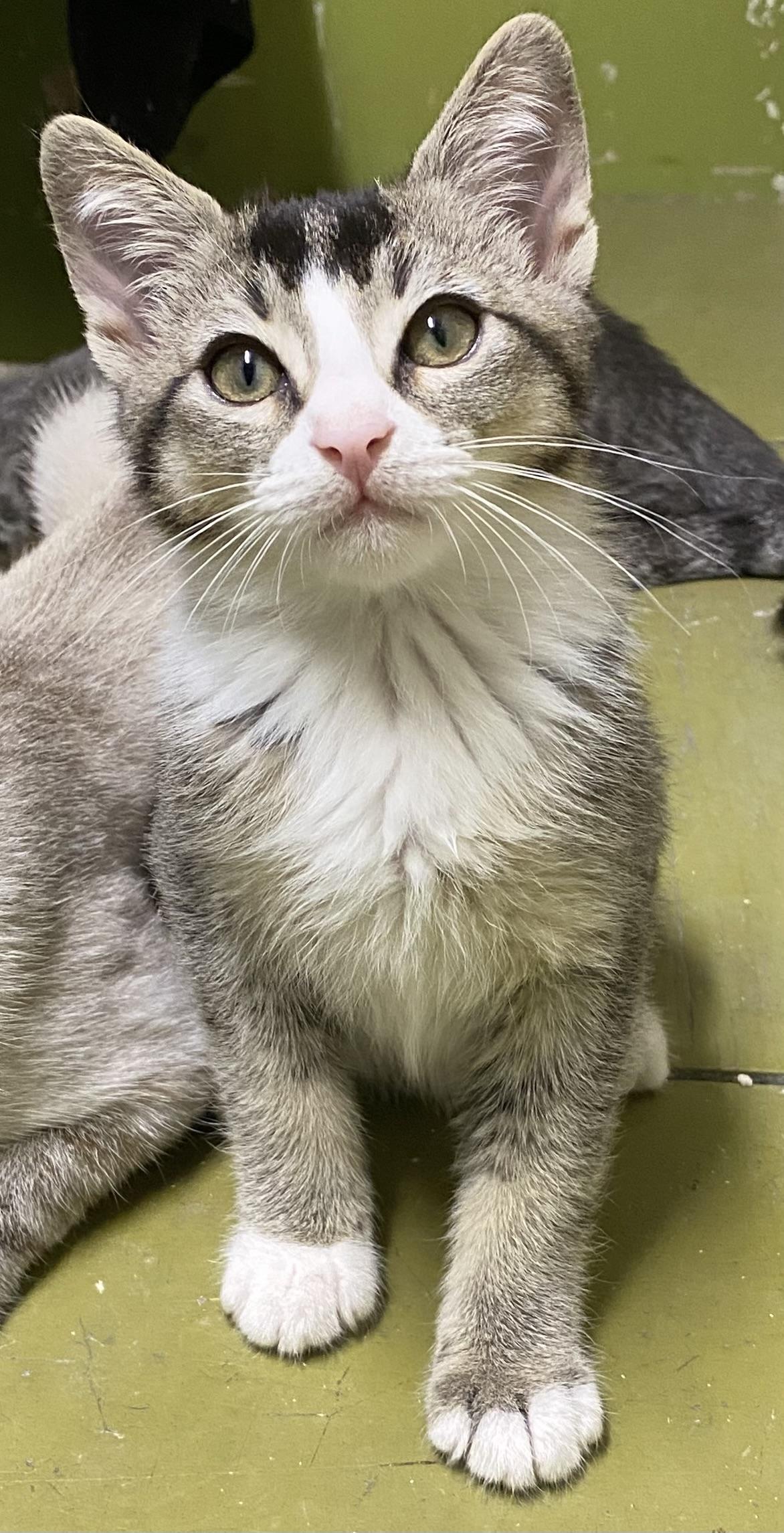 Mookie (very friendly)