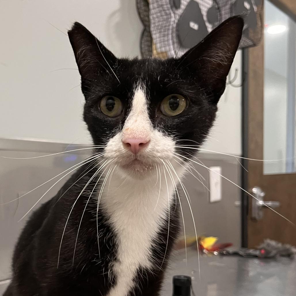 Squid, Adoptable, Adult Male Domestic Short Hair & Domestic Short Hair.