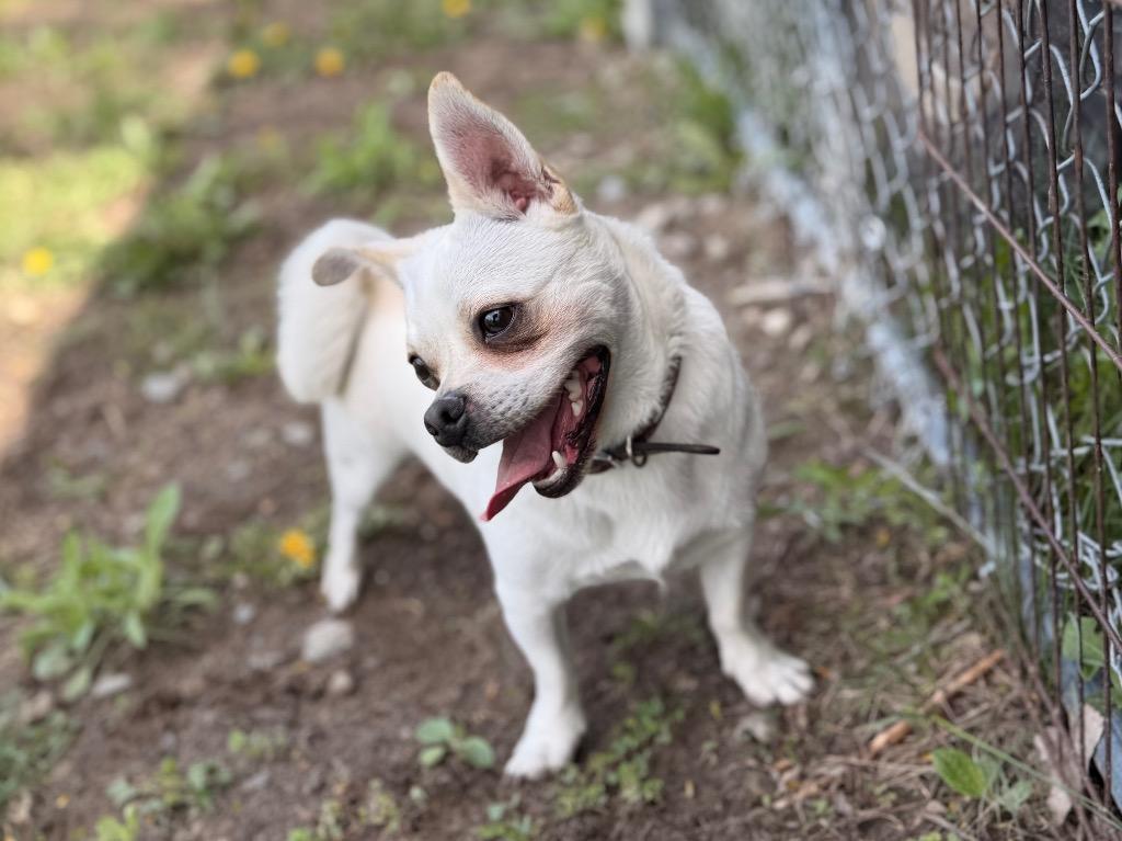 Owen, a Adoptable mixed breed in Peru, NY image 4/5