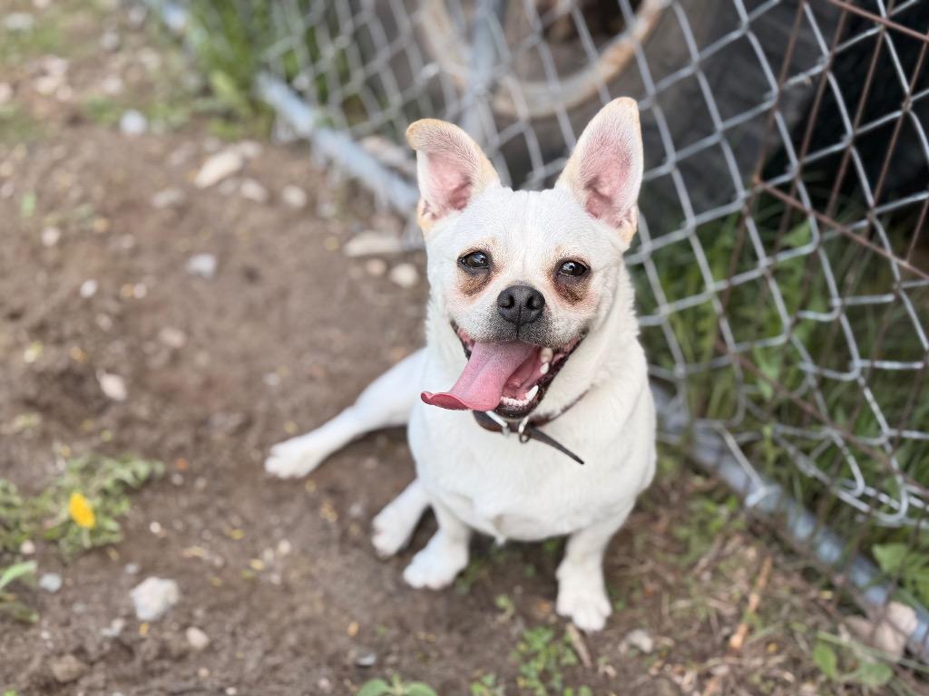 Owen, a Adoptable mixed breed in Peru, NY image 5/5