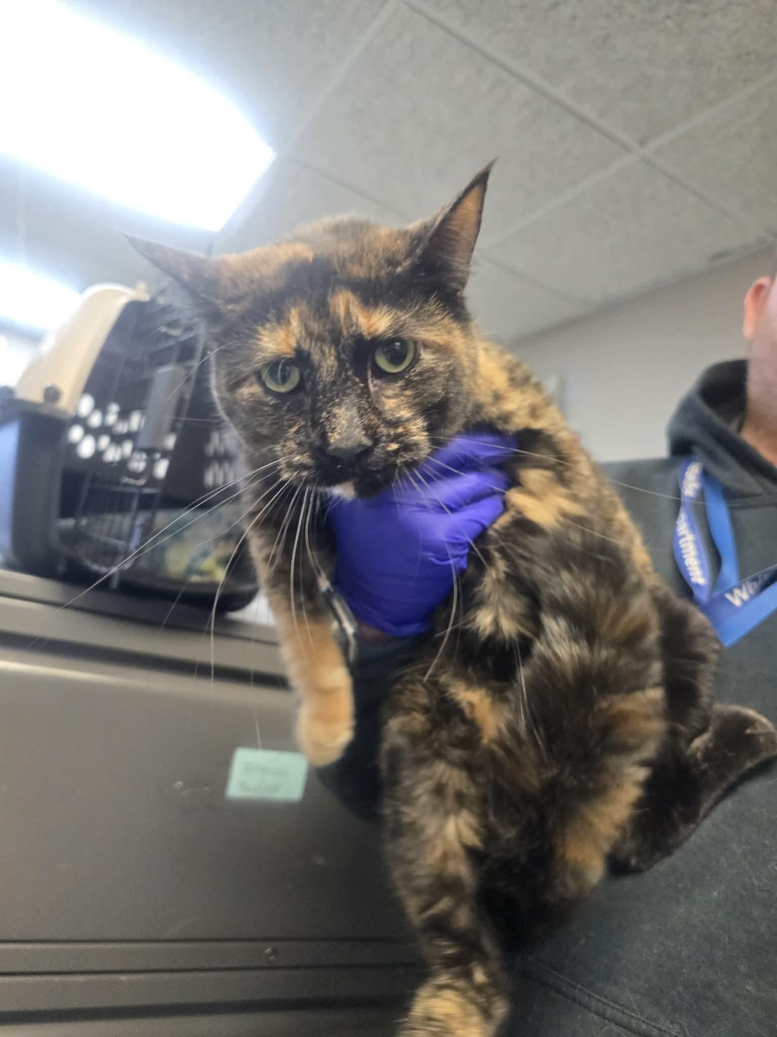 Tiffany, ADOPTABLE, Adult Female Domestic Short Hair.