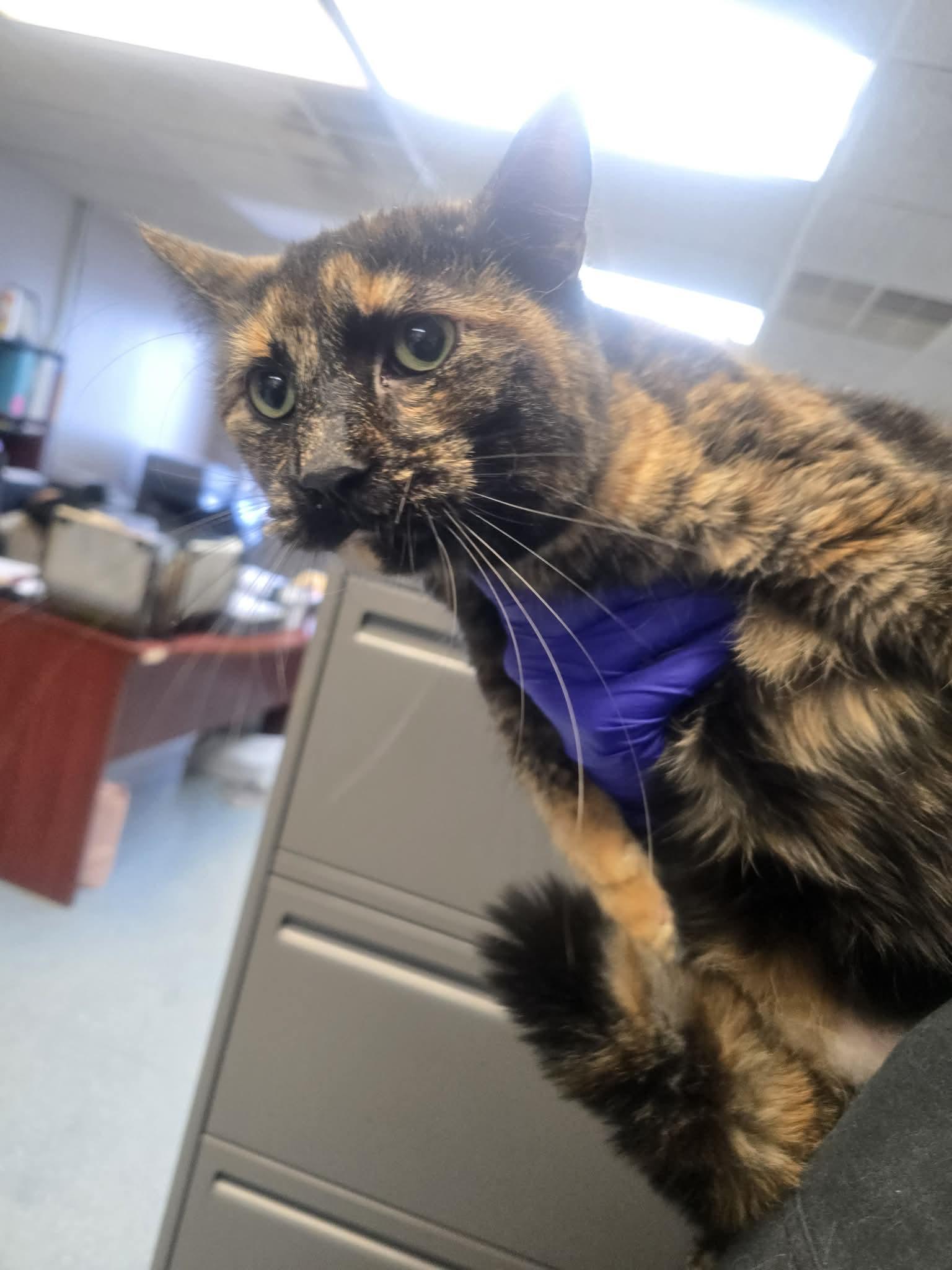 Tiffany, a ADOPTABLE Domestic Short Hair image 2/3