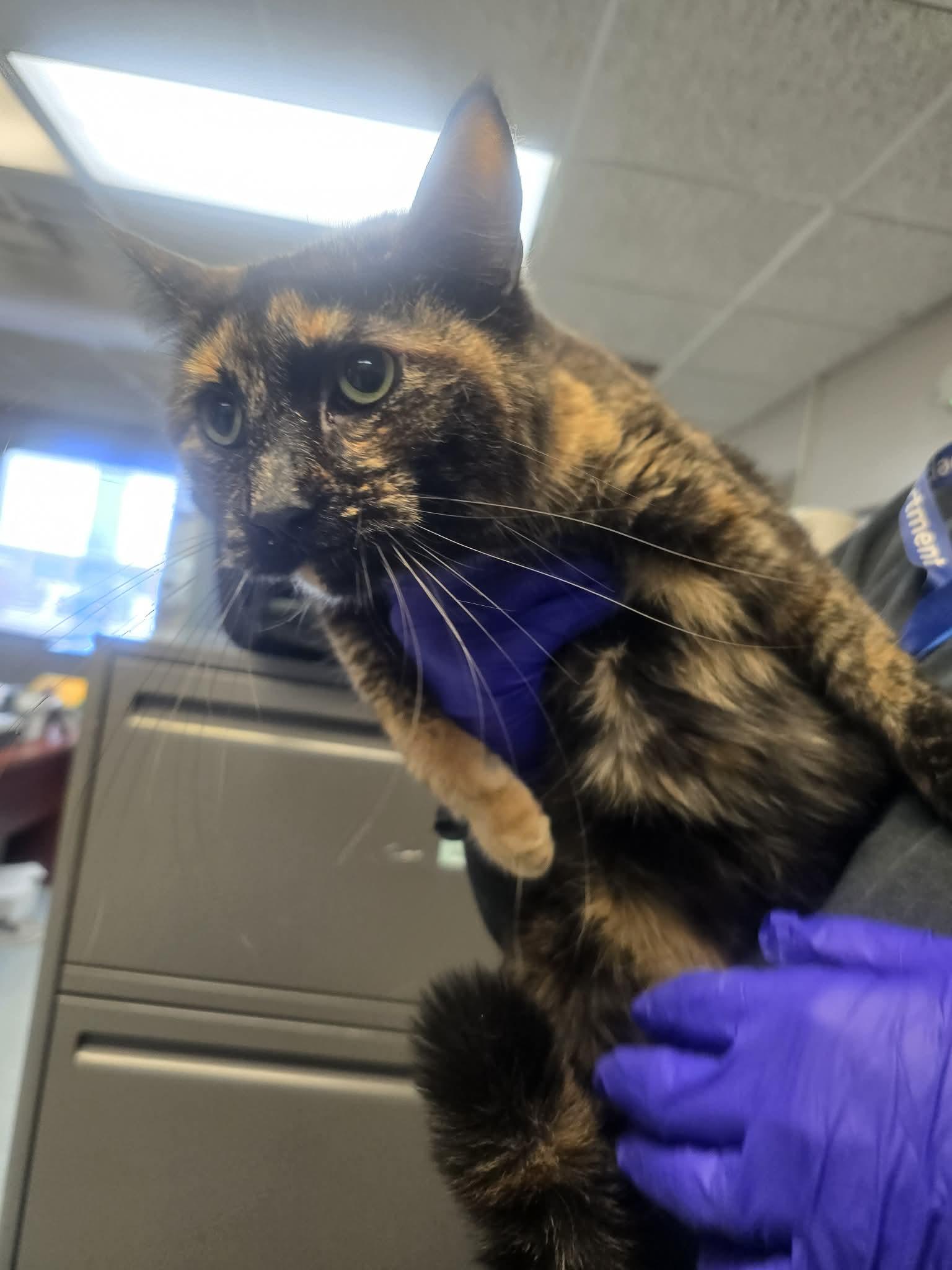 Tiffany, a ADOPTABLE Domestic Short Hair image 3/3