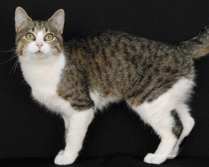 White Shark, Adoptable, Young Male Domestic Short Hair.