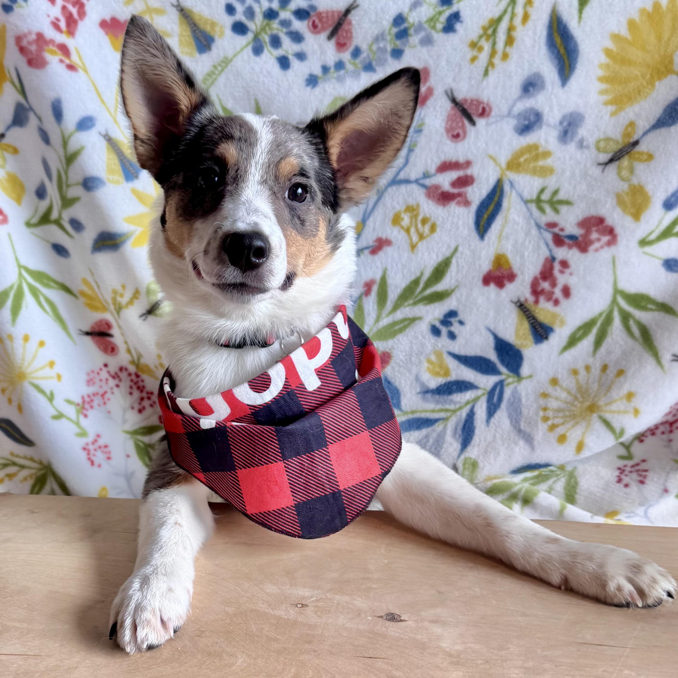 Gus Gus, an adopted mixed breed in Olathe, KS image 3/6