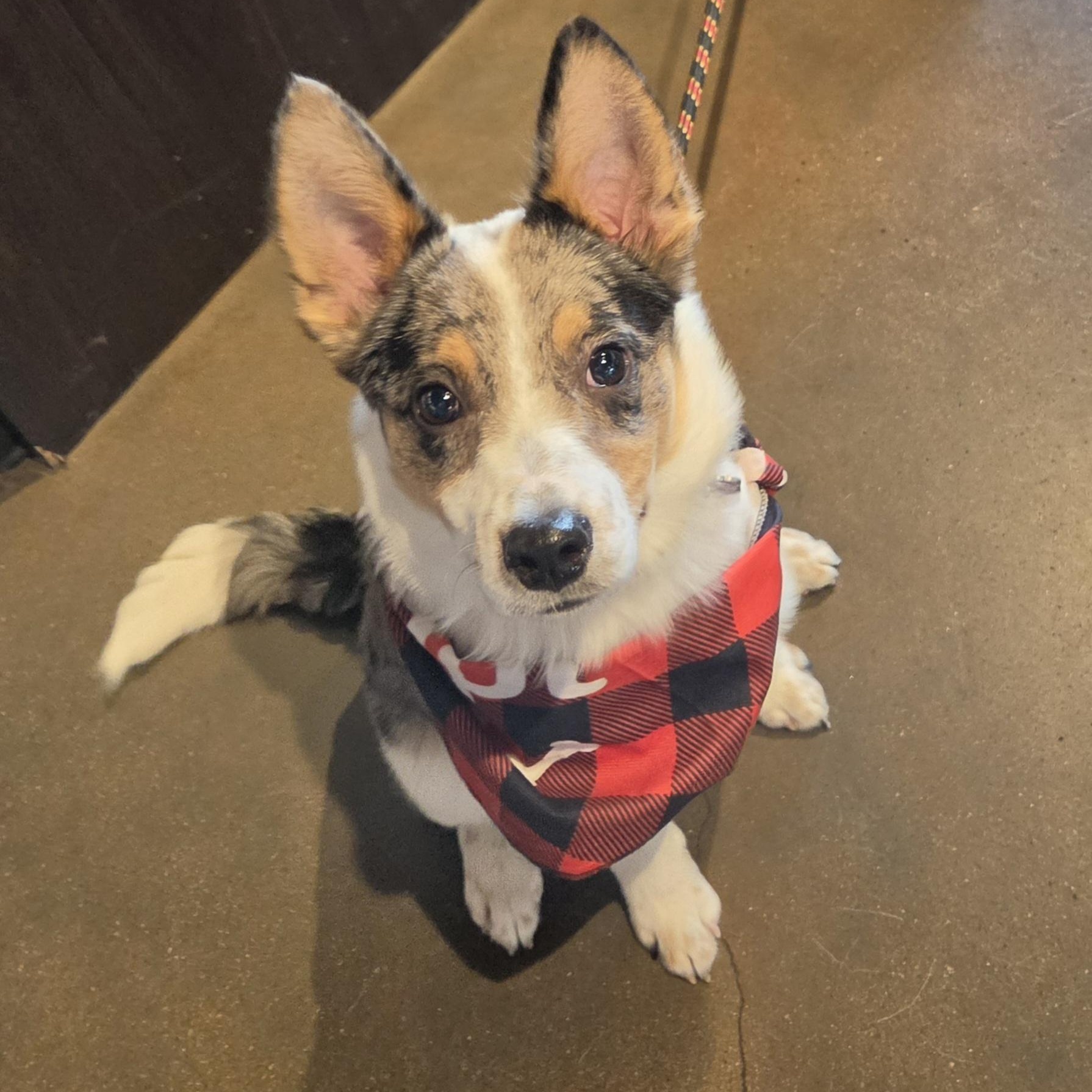 Gus Gus, an adopted mixed breed in Olathe, KS image 1/6