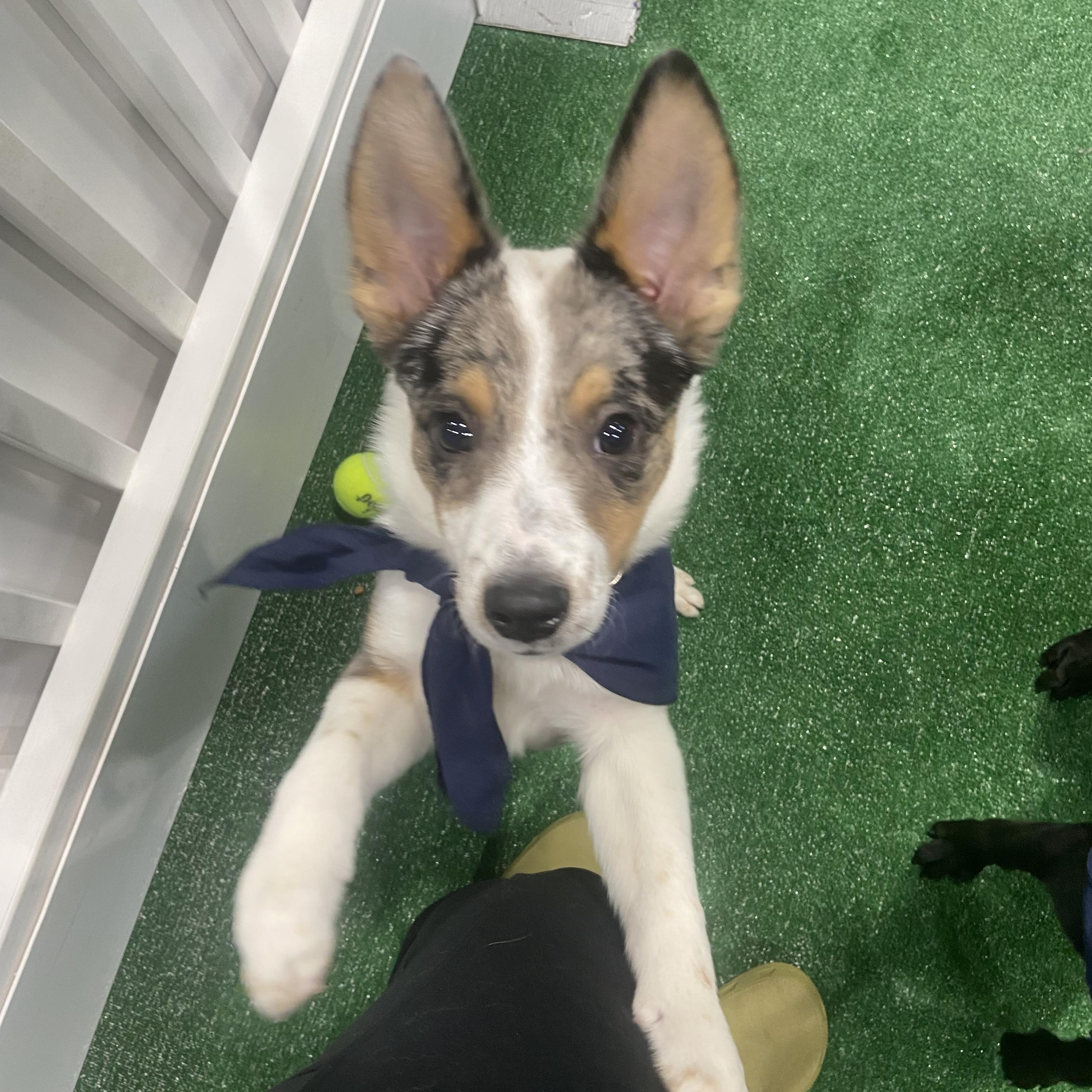 Gus Gus, an adopted mixed breed in Olathe, KS image 5/6