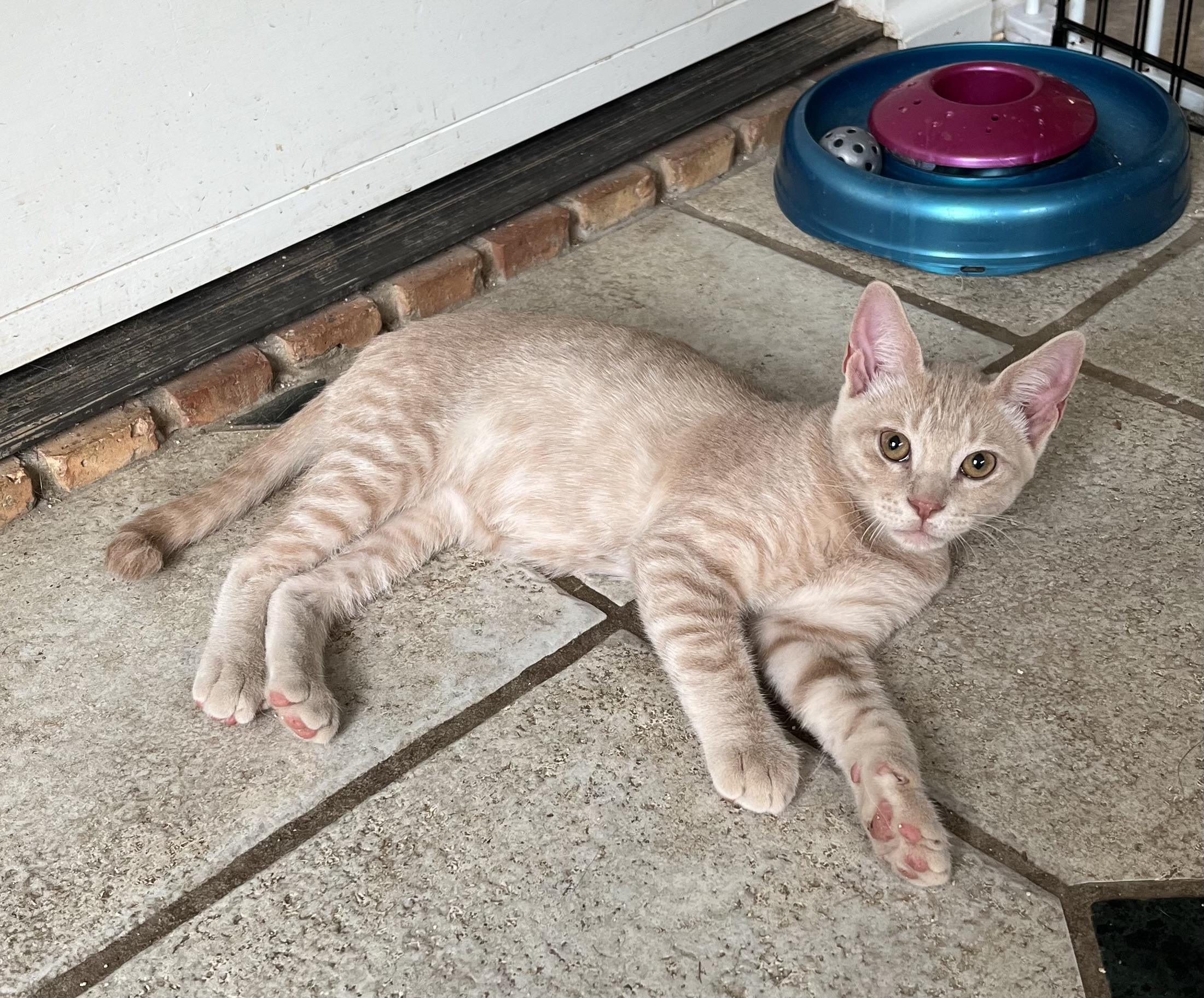 Meow Pacino, Baby Male unknown